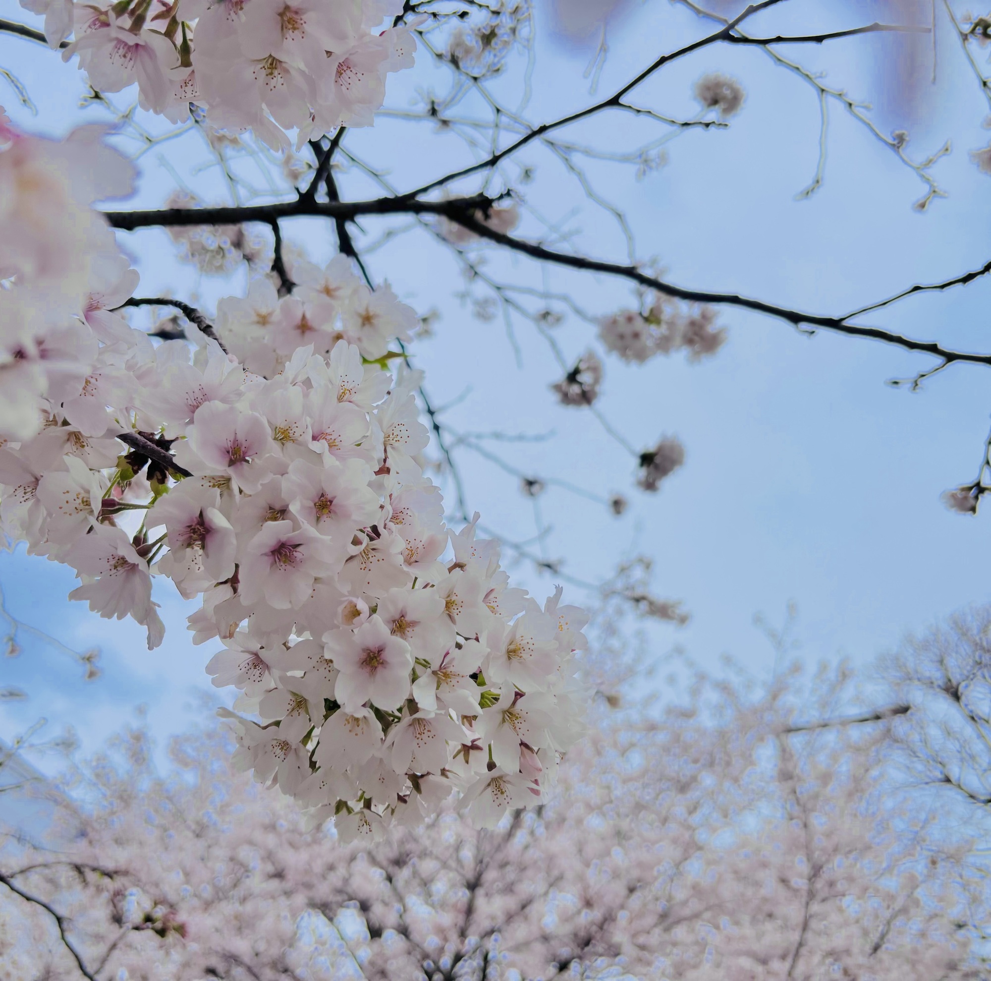 地元の桜